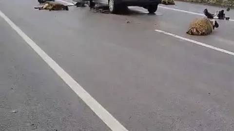 Şanlıurfa'da Koyun Sürüsüne Çarpma Kazası