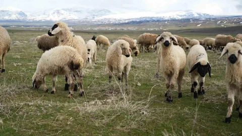 Muş Ovası'nda Kuzu Sesleri Yükseliyor