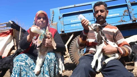 Hatay'da Küçükbaş Hayvanlar Telef Oldu