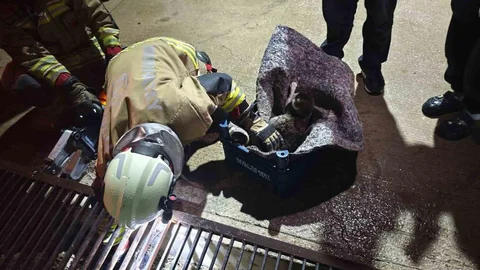 Anne Kedi ve Yavruları Kurtarıldı