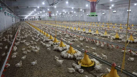 Elazığ'da İkinci Çiftlik Açıldı