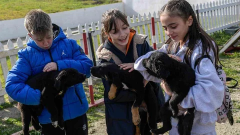 İzmir'de 2 Bin 300 Patili Dost Bekliyor