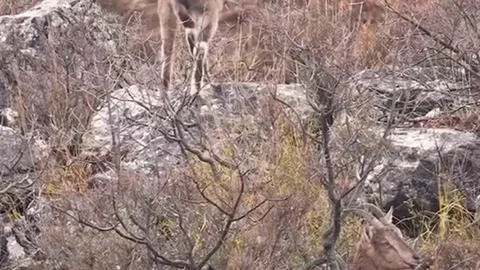 Sivas'ta Vahşi Yaşam Görüntülendi