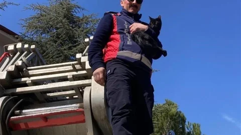 Bilecik'te Ağaçta Mahsur Kalan Kedi Kurtarıldı