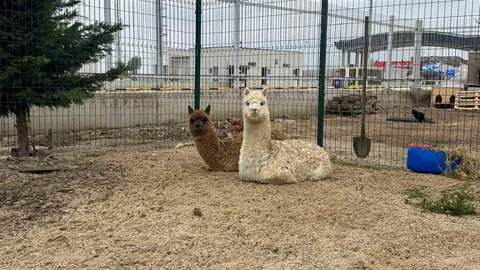 Edirne İpsala Sınır Kapısı'nda Hayvan Ele Geçirildi
