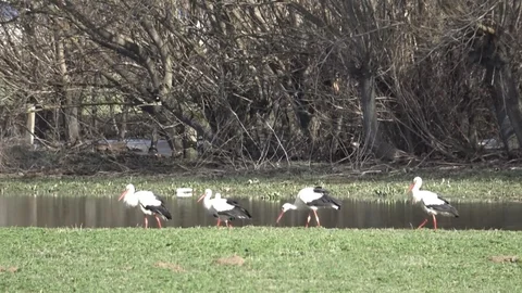 Baharın Müjdecisi Leylekler Çankırı'da Görüntülendi
