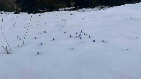 Bolu'da Çiğdemler Karla Kaplandı