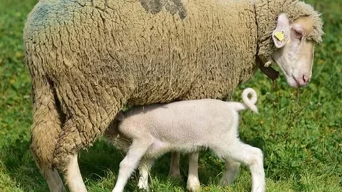 Balıkesir'de Kuzular Anneleriyle Buluştu