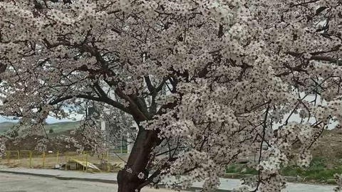 Beypazarı'nda Bahar Neşesi