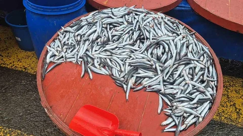 Tekirdağ'da Hamsi Fiyatları Yükseldi