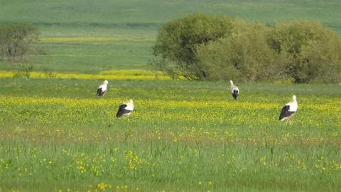 Yüksekova’da Biyoçeşitlilik Projesi
