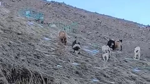 Yüksekova'da Ayılar Yerleşim Yerine İndi