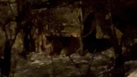 Hakkari'de Aç Ayılar Mahalleye İndi