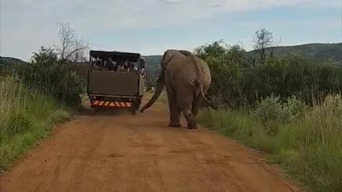 Amasya'da Turistleri Fil Kovaladı
