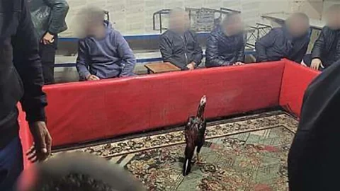 Siirt'te Horoz Dövüşüne Operasyon