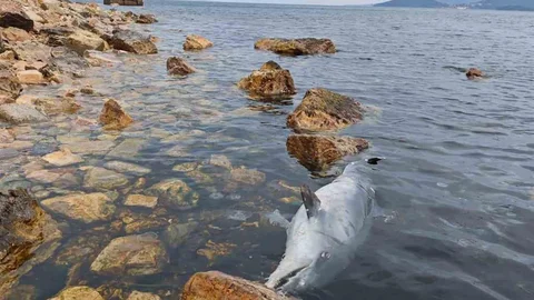 Kınalıada Sahili'nde Ölü Yunus Bulundu