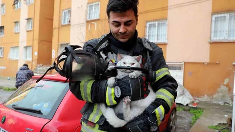 Mersin'de Hamile Kedi Kurtarıldı