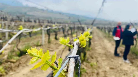 Salihli'de Yağışlar Riskleri Artırıyor