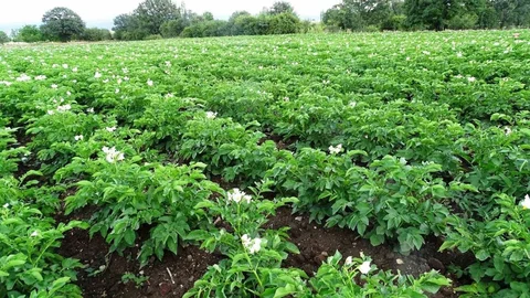 Kütahya'da Patates Üreticilerine Uyarı