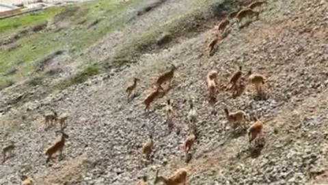 Dağ Keçileri Palu Kalesi'nde Görüntülendi