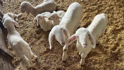 Kurbanlıklar Denizli'de Görücüye Çıkıyor