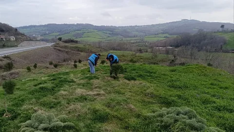 Sinop'ta Fidan Dikim Etkinliği Düzenlendi