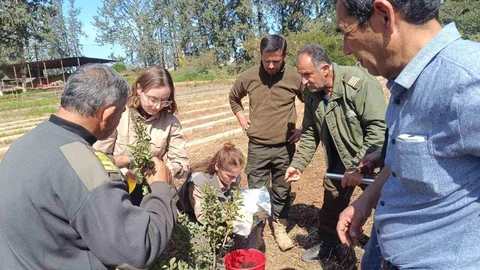 İzmir'in Damla Sakızı KKTC'de Yetiştiriliyor