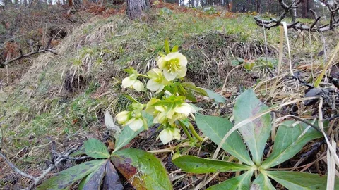 Bolu'da Bahar Coşkusu Yaşanıyor