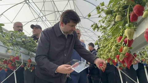 Tarsus'ta Çilek Hasadı Yapıldı