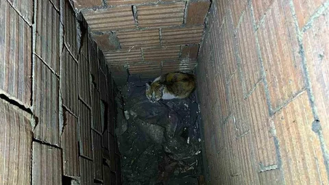 Erzincan'da Havalandırma Boşluğuna Düşen Kedi Kurtarıldı