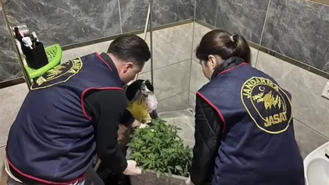 Hatay'da Kenevir Operasyonu