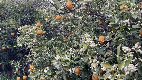 Mersin'de Portakal Çiçekleri Açtı