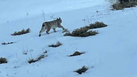 Erzurum'da Vaşak Görüntülendi
