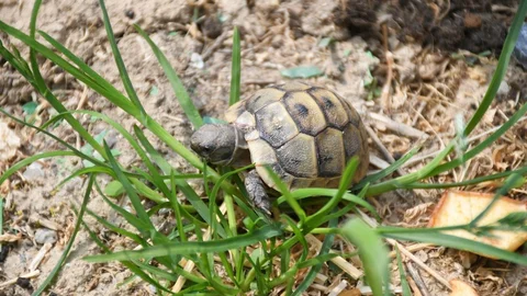 Kuşadası’nda Kaplumbağalara Özel Alan Yapıldı
