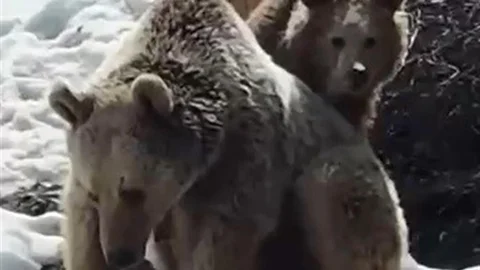 Erzincan'da Ayıların Eğlenceli Anları