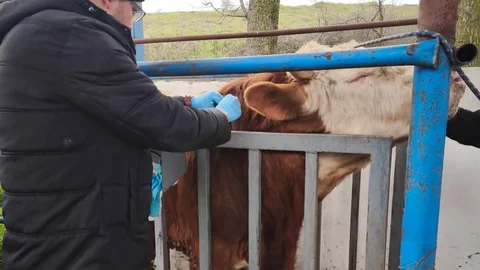 Hayvancılık İşletmelerinde Sağlık Taraması Yapıldı