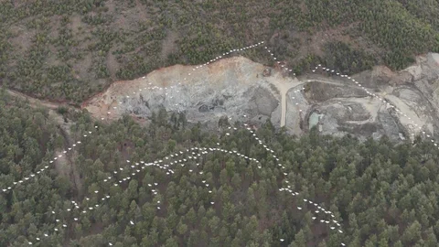 Mersin'de Ak Pelikanların Dansı