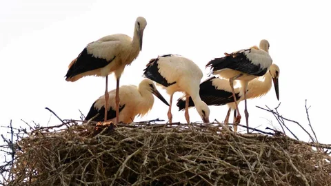 Erzincan'a Leyleklerin Erken Gelişi