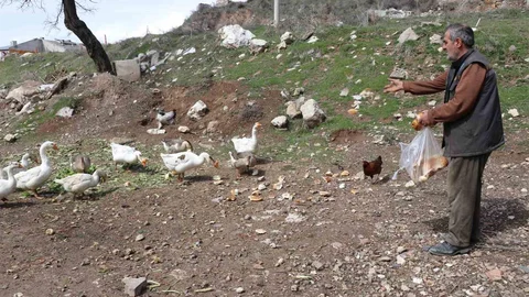 Sivas'ta Renkli Kazlar Yuvalarında Görüntülendi