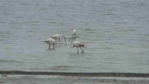 Van'da Allı Turnalar Erken Geldi