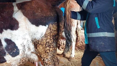 Hisarcık'ta Şap Hastalığı Kontrolü