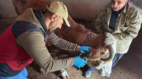 Tunceli'de Şap Aşılama Devam Ediyor