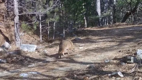 Uludağ'da Altın Çakallar Görüntülendi