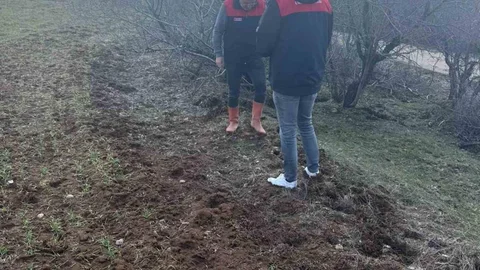 Elazığ'da Tarla Faresi Sürveyi