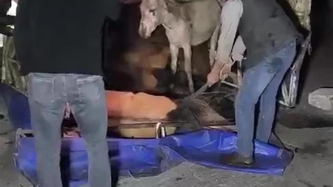 Adana'da Eşek Yüklü Kamyonet Devrildi