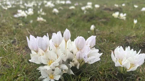 Bingöl'de Kardelenler Açmaya Başladı