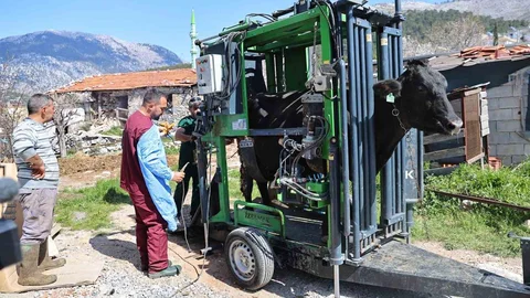 Gündoğmuş'ta Büyükbaş Hayvanlara Tırnak Bakımı Desteği