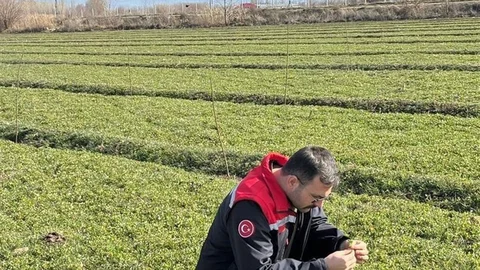Iğdır'da Yonca Hortumlu Böceği Mücadelesi