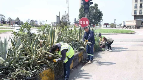 Hatay'da Bitki Üretimi Artıyor