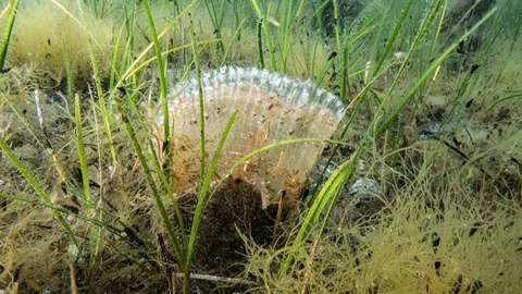 Yalova'da Kaçak Av Aracı Ele Geçirildi